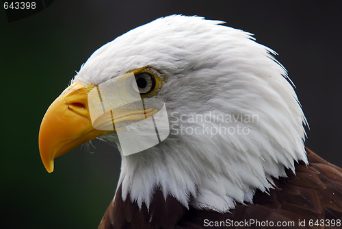 Image of American Bald Eagle