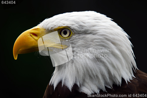 Image of American Bald Eagle