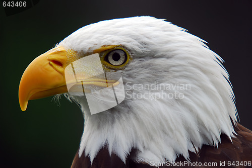 Image of American Bald Eagle