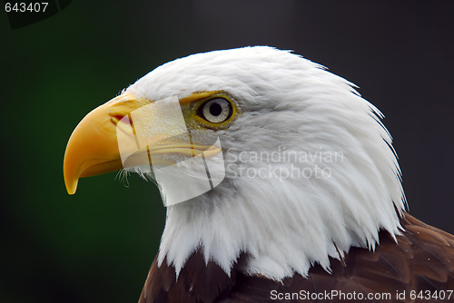 Image of American Bald Eagle