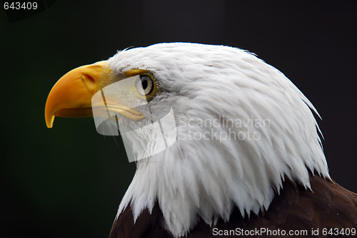 Image of American Bald Eagle