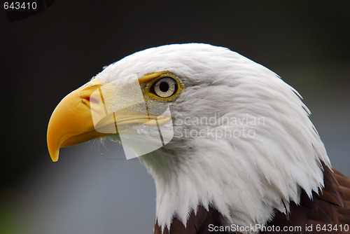 Image of American Bald Eagle