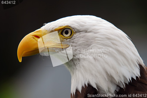 Image of American Bald Eagle