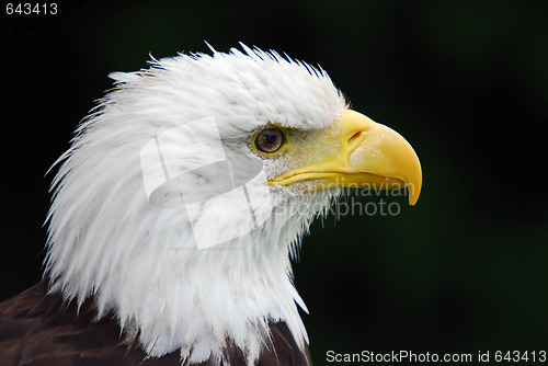 Image of American Bald Eagle