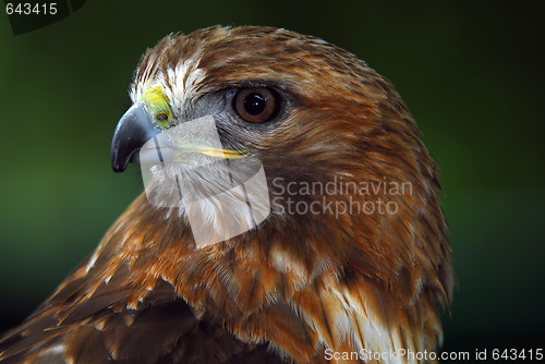 Image of Red-tailed hawk