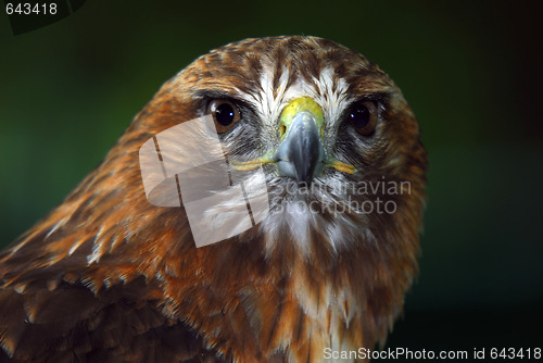 Image of Red-tailed hawk