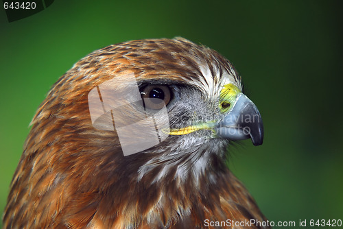 Image of Red-tailed hawk