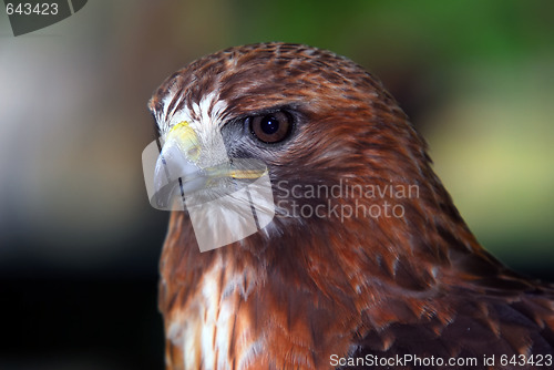 Image of Red-tailed hawk