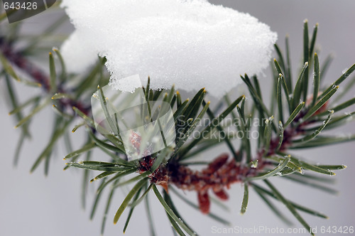 Image of Evergreen close-up