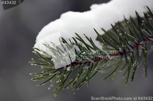 Image of Evergreen close-up