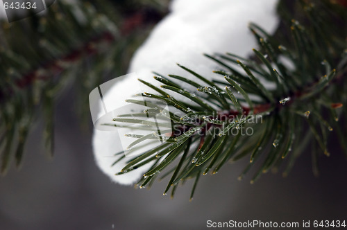 Image of Evergreen close-up