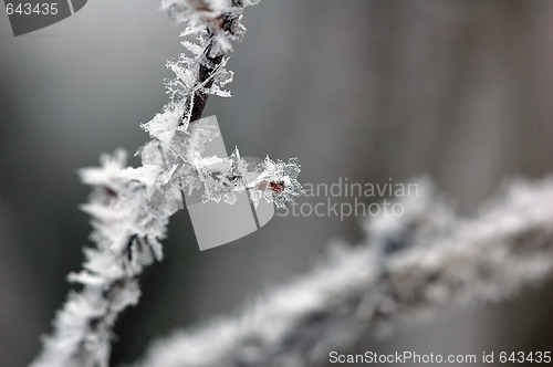 Image of Frozen branch close-up