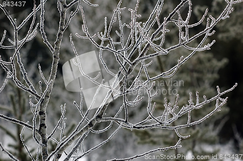 Image of Frozen branches