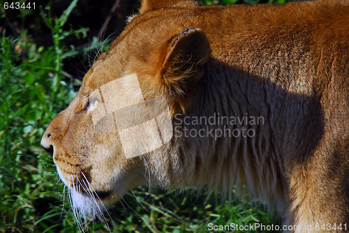 Image of Female lion