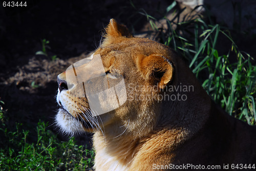 Image of Female lion