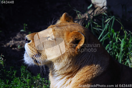 Image of Female lion