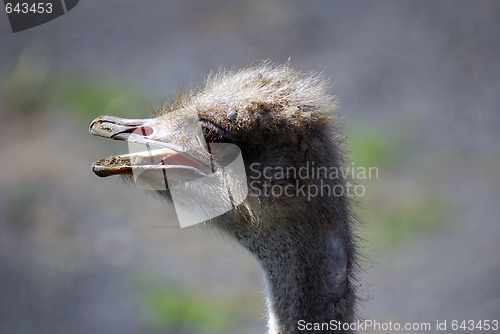 Image of Ostrich