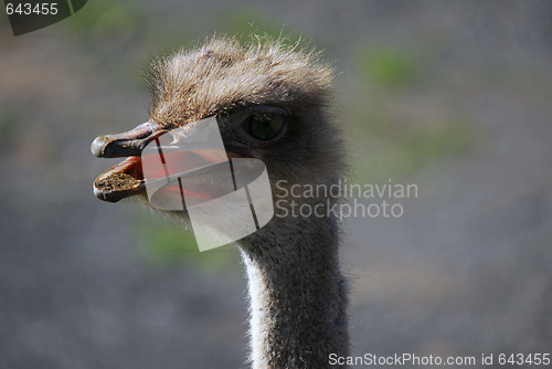 Image of Ostrich