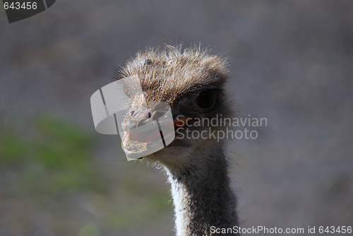 Image of Ostrich