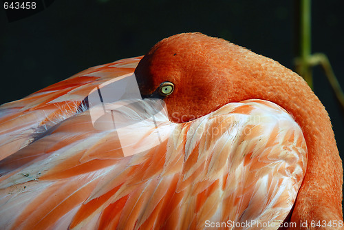 Image of Pink Flamingo