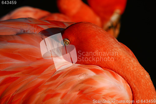 Image of Pink Flamingo