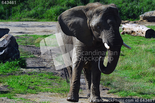 Image of Elephant