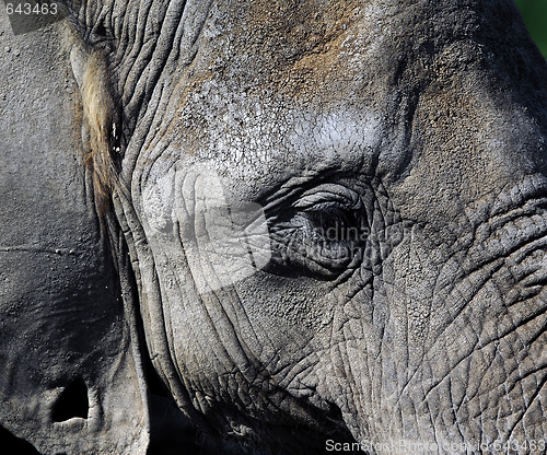 Image of Elephant