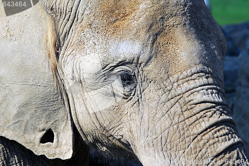 Image of Elephant