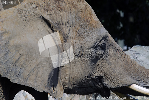 Image of Elephant