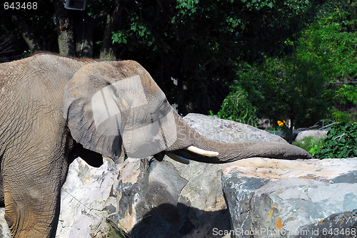 Image of Elephant