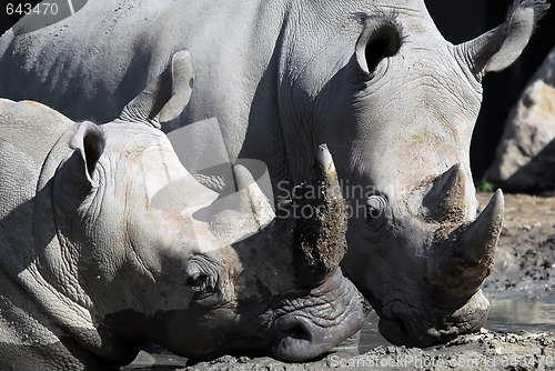 Image of White rhinoceros