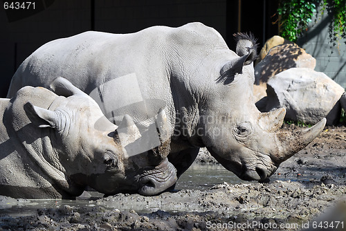 Image of White rhinoceros