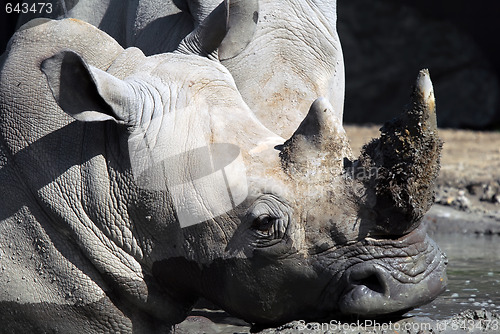 Image of White rhinoceros