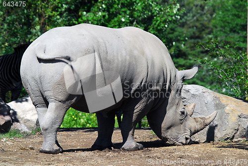 Image of White rhinoceros