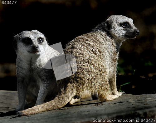 Image of Meerkats