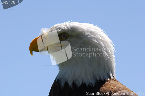 Image of Bald Eagle