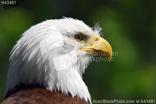 Image of Bald Eagle