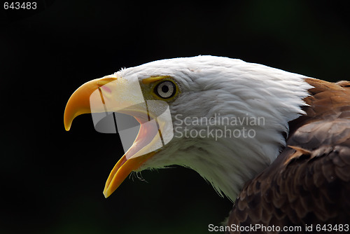 Image of American Bald Eagle