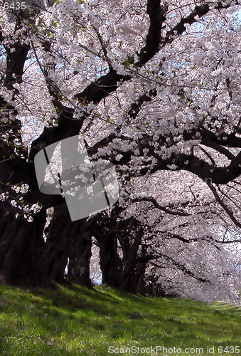 Image of Interesting perspective under a cherry trees row in blossom-Ogawara,Japan