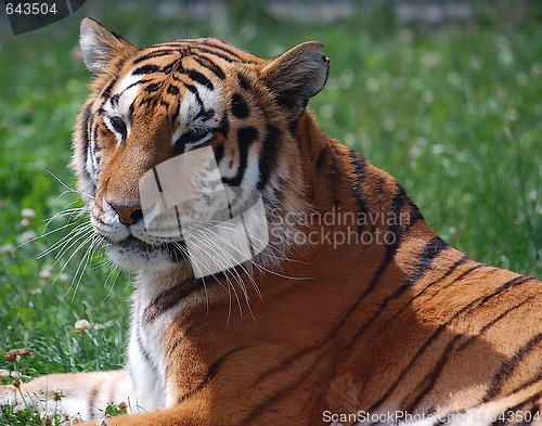 Image of Tiger