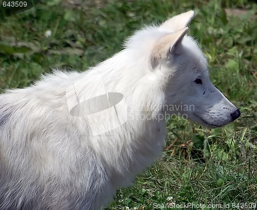 Image of Arctic Wolf