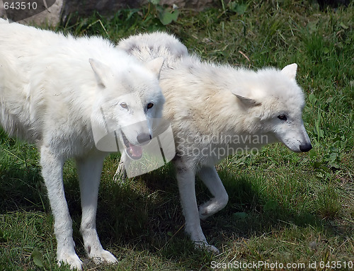 Image of Arctic Wolf