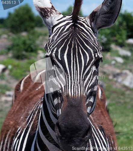 Image of Zebra