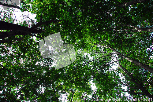 Image of Looking Up
