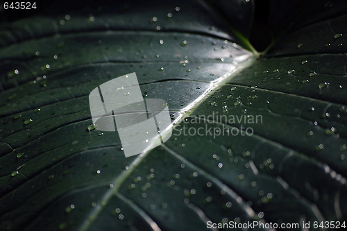 Image of Green leaf