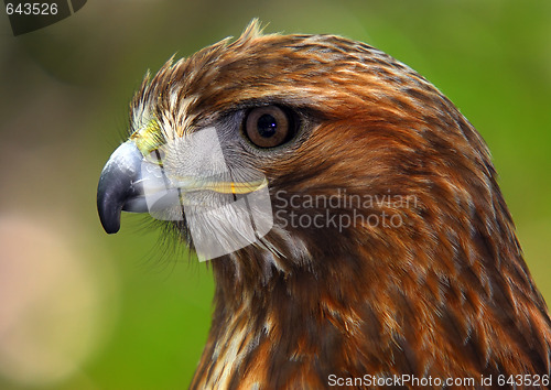 Image of Red-tailed hawk