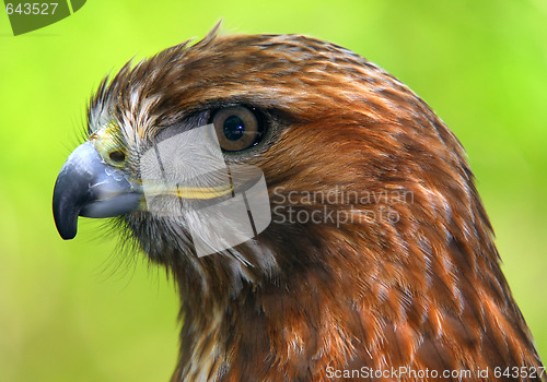 Image of Red-tailed hawk