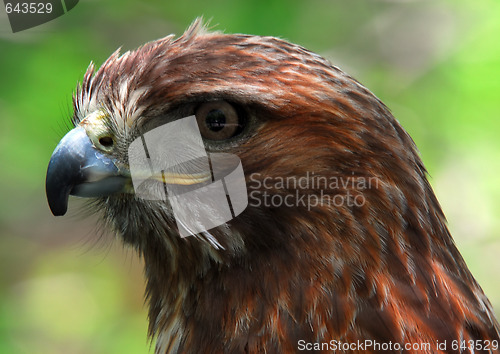 Image of Red-tailed hawk