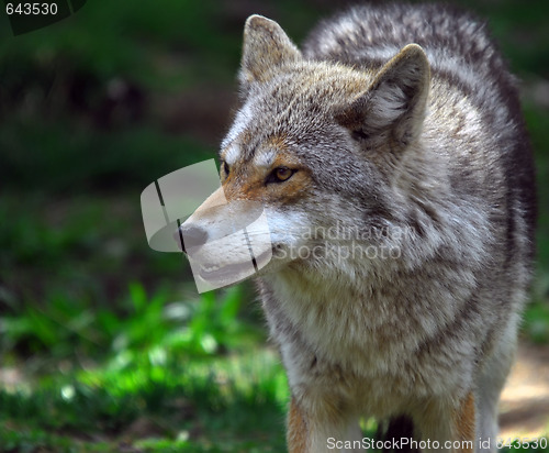 Image of Coyote