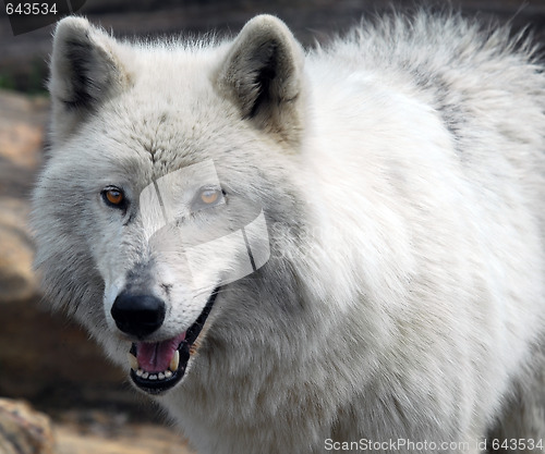 Image of Arctic Wolf